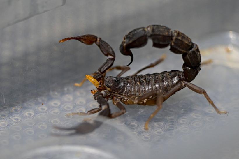 Descoperire uluitoare: Cel mai mare scorpion din istorie este cât un câine