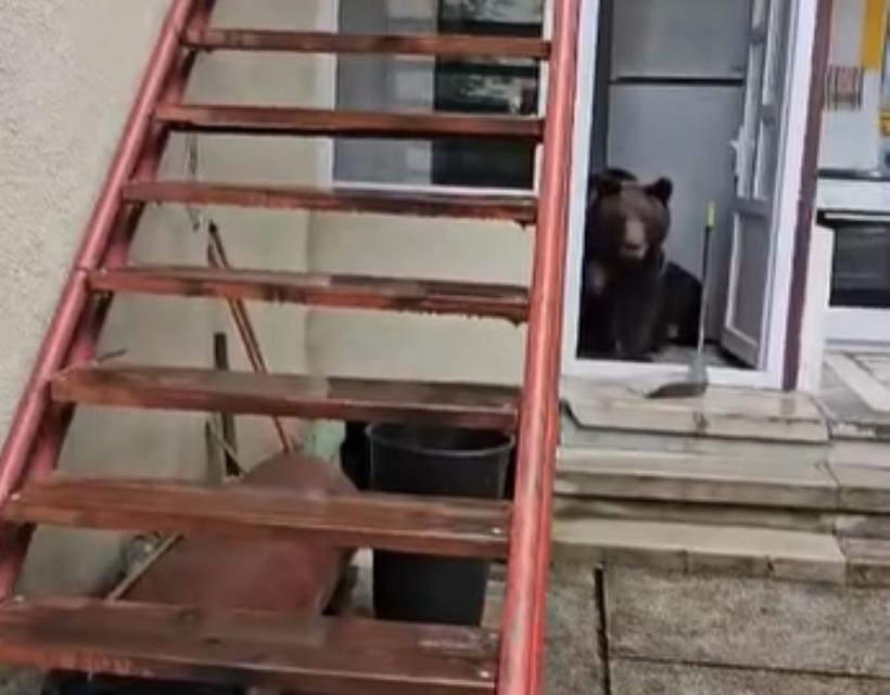 Ursoaică împușcată la Bușteni, după ce a intrat de două ori astăzi într-o casă