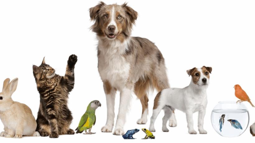 Avertismentul veterinarilor: Sfaturile de pe TikTok pot fi fatale pentru animalele de companie