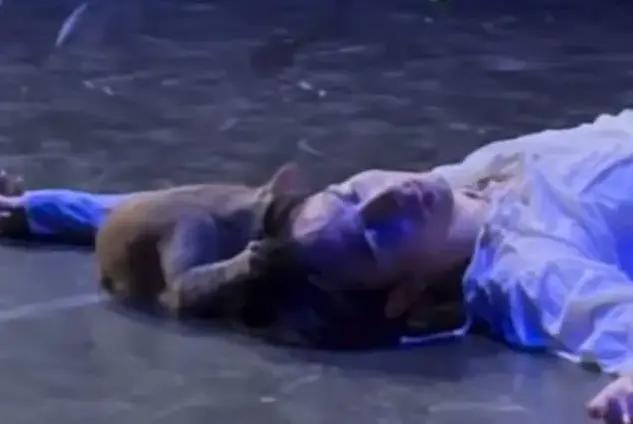 O pisică a întrerupt finalul tragic din „Romeo și Julieta”. Reacția publicului a devenit virală