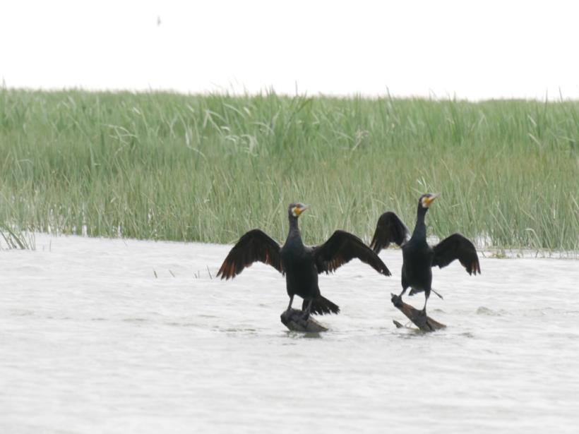 Cruzime de neimaginat în Deltă. Un bărbat din Sulina este anchetat penal după ce a torturat un cormoran