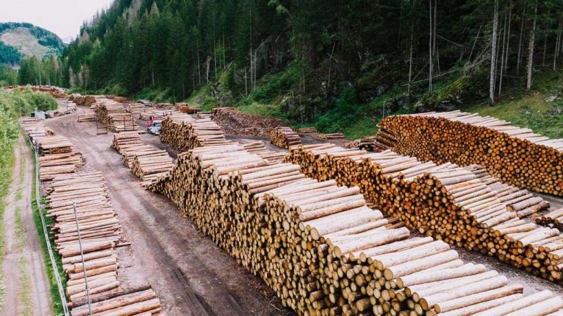 Pădurile României produc suficientă materie primă, dar industria mobilei ratează profitul 19014859
