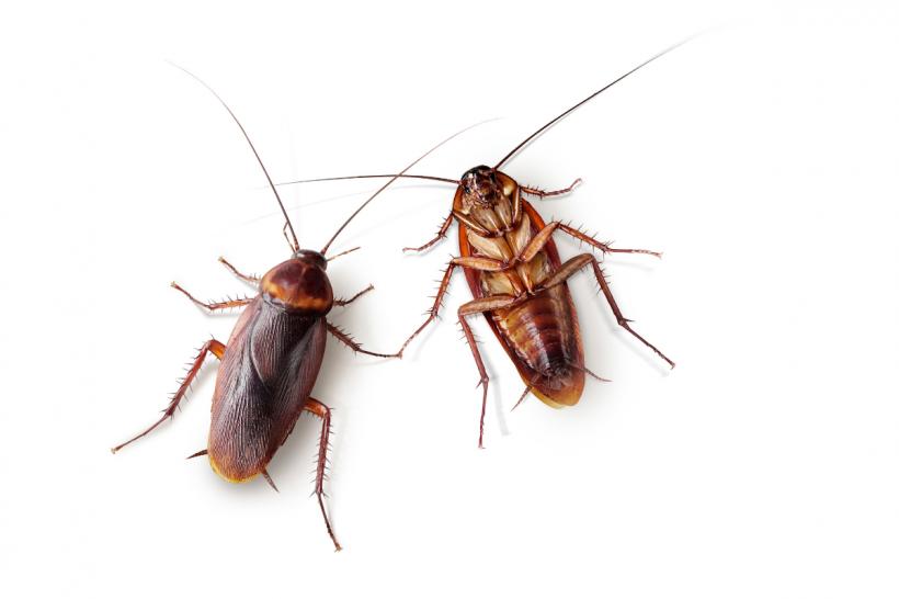 Arma secretă împotriva gândacilor de bucătărie: Totul despre gelul insecticid și efectul de cascadă