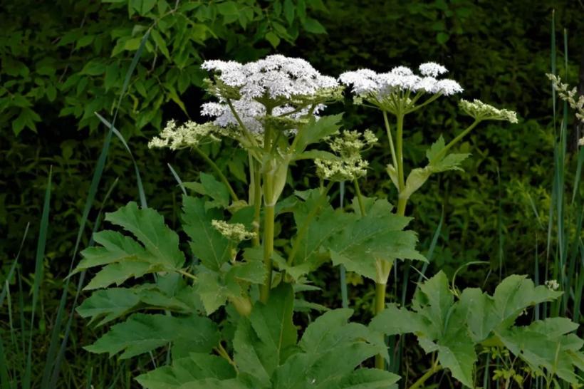 Șapte plante comune pe care să nu le atingi niciodată fără mănuși 19015566