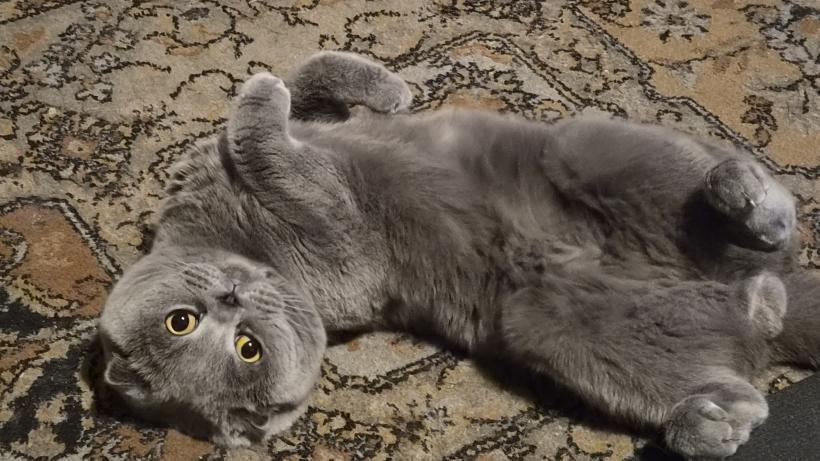 Cel mai simplu mod de a comunica cu pisica ta? Arma secretă este „zâmbetul felin” 19015620