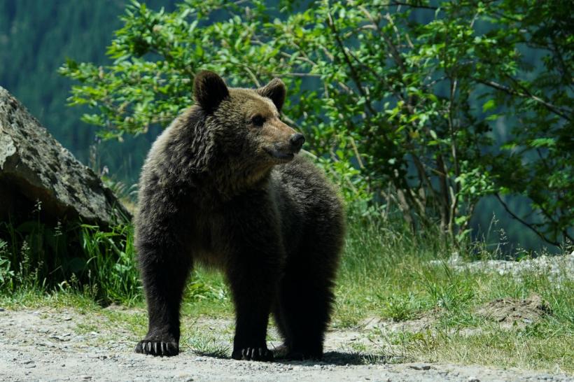 Grup de turiști polonezi, întâmpinat de URS în România