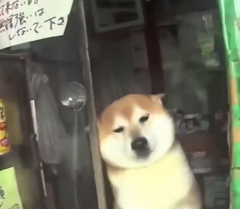 Un câine este „Angajatul Anului” în Tokyo. Povestea emoționantă a pensionarului Shiba