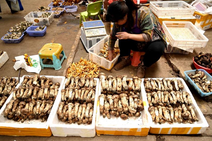 Ciuperca misterioasă din China cu efecte halucinogene: Ce au descoperit cercetătorii