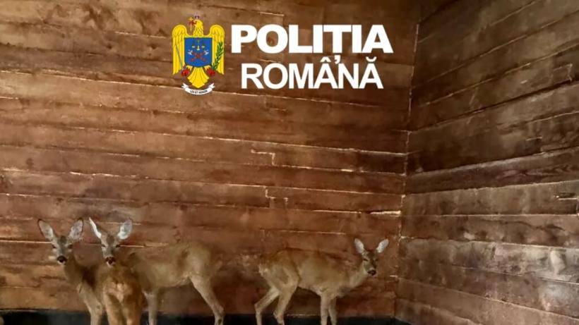 Două căprioare captive, salvate în ultima clipă de polițiști în Sibiu