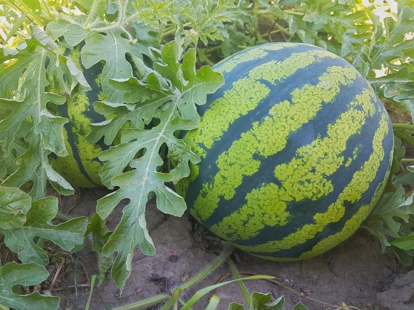 Pepenii de Dăbuleni, recoltă bogată, prețuri mici: „Vindem sub costul de producție”