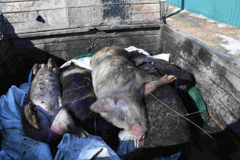 Pesta porcină africană nu se dă dusă. Măsuri disperate: 20 € de la stat, pentru fiecare porc ținut departe de boală 19017416