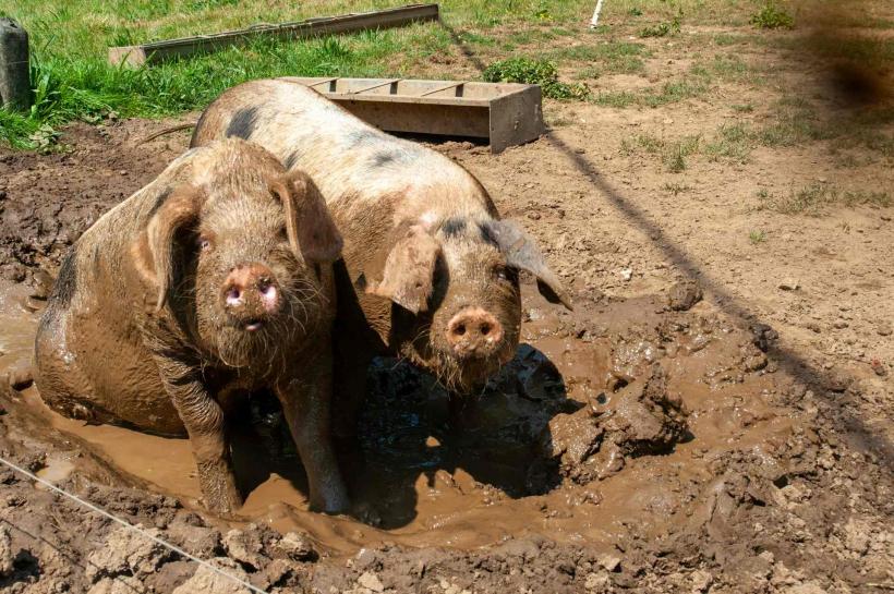 Pesta porcină africană nu se dă dusă. Măsuri disperate: 20 € de la stat, pentru fiecare porc ținut departe de boală