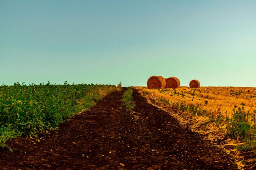 Agricultura României, afectată de secetă și lipsa irigațiilor. Ce culturi rezistă cel mai bine schimbărilor climatice