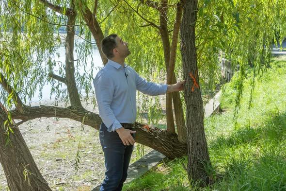 Ciprian Ciucu intervine în problema parcurilor din București: Strategia de ultimă oră pentru copacii de pe malul lacului Herăstrău