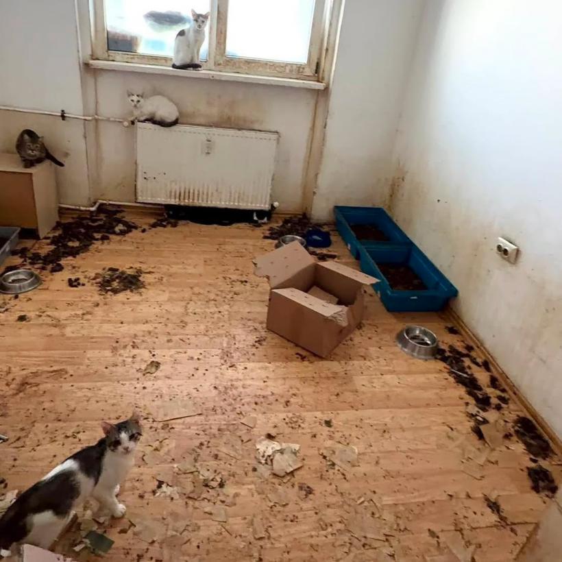 Descoperire șocantă într-un apartament din București: 115 pisici trăiau înghesuite în condiții improprii 19018070