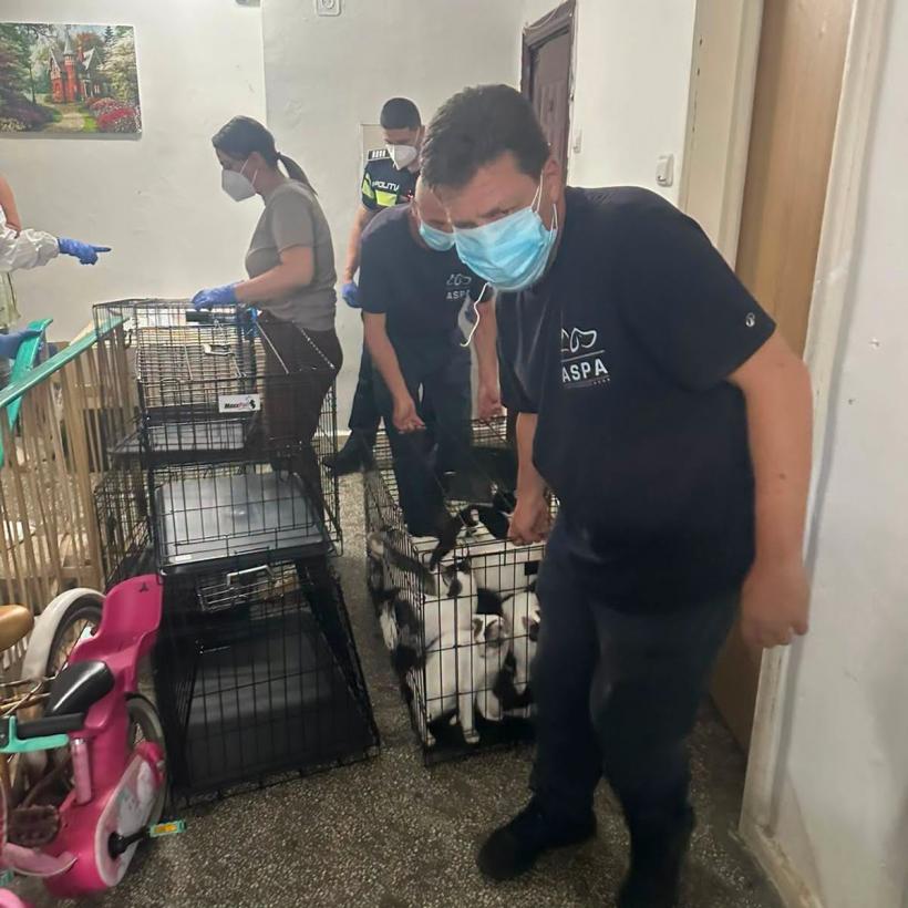 Descoperire șocantă într-un apartament din București: 115 pisici trăiau înghesuite în condiții improprii 19018071