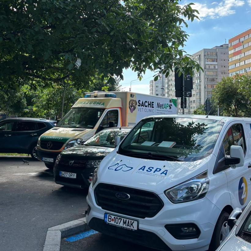 Descoperire șocantă într-un apartament din București: 115 pisici trăiau înghesuite în condiții improprii 19018076