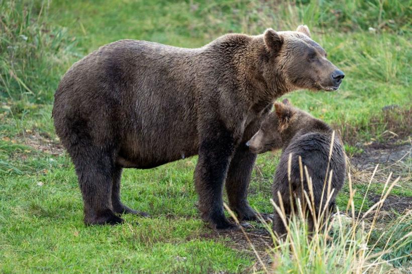 Șase urși au blocat un traseu montan din Harghita. Nouă turiști, printre care trei copii, salvați de jandarmii montani