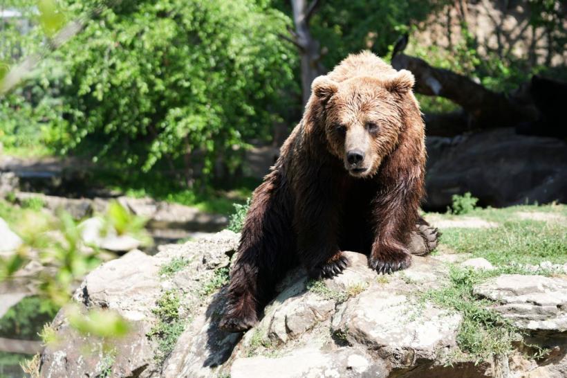 Au trecut 20 de ani de la revenirea ursului în Elveția. De ce nu a reușit încă să se stabilească definitiv