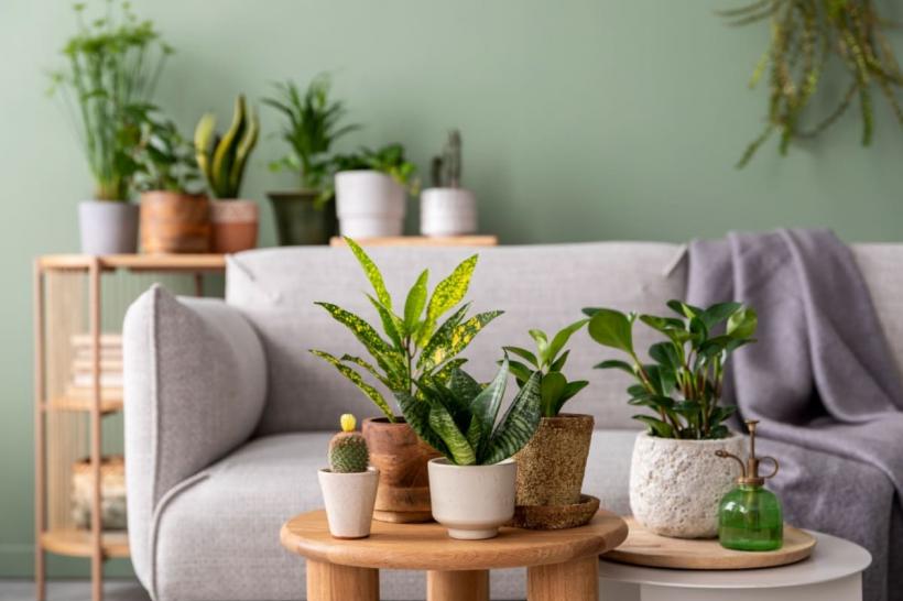 Feng Shui: Ce plantă de apartament ți se potrivește, în funcție de zodie