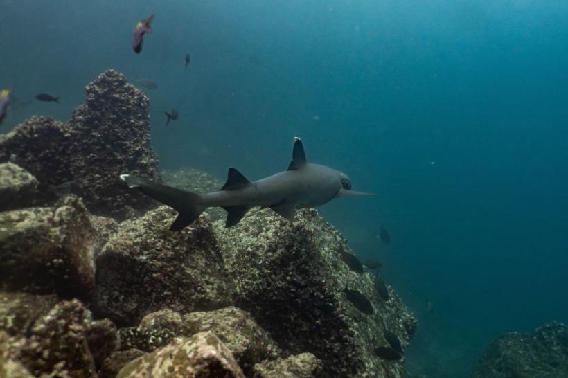 Descoperire în Galapagos: A reapărut un rechin dispărut de peste două decenii