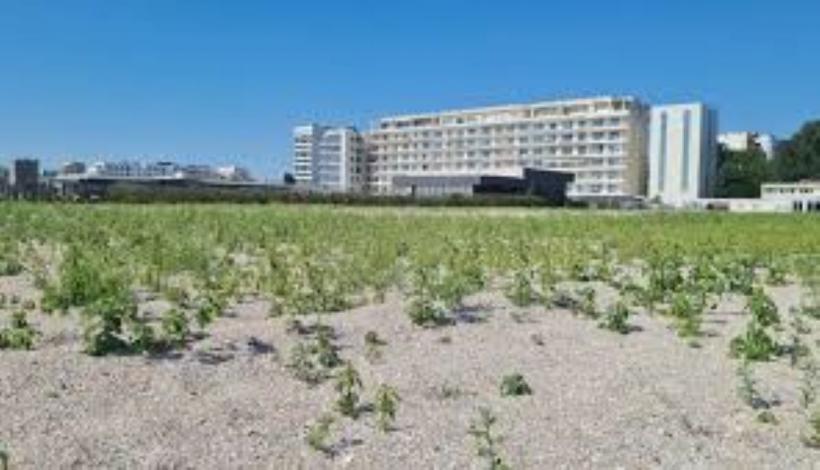Stațiunea de pe litoral care și-a pierdut farmecul de altădată: Buruienile au invadat plaja în plin sezon estival