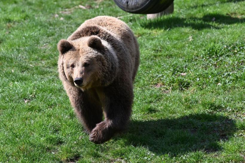 Spray anti-urs, salvarea ta pe munte: cum se folosește și cât costă