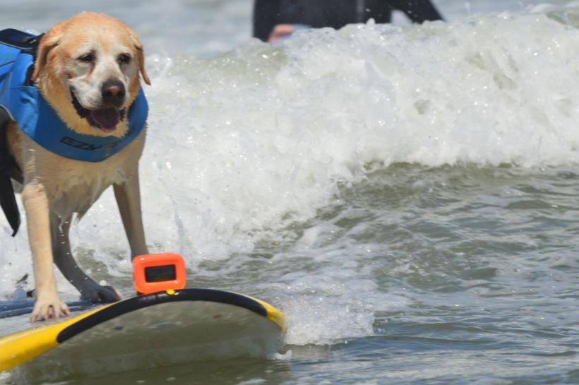 Câinii, cei mai tari surferi din California: Campionatul Mondial care cucerește internetul