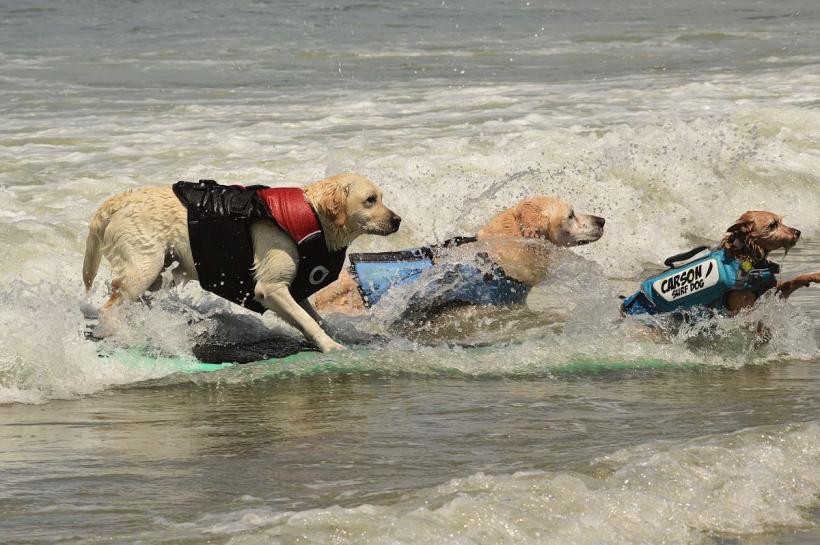 Câinii, cei mai tari surferi din California: Campionatul Mondial care cucerește internetul 19020900