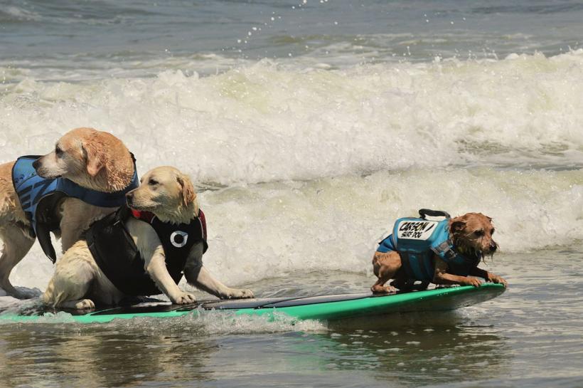 Câinii, cei mai tari surferi din California: Campionatul Mondial care cucerește internetul 19020901