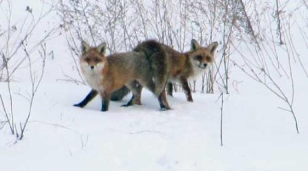 dragobete cu vulpi bete de amor