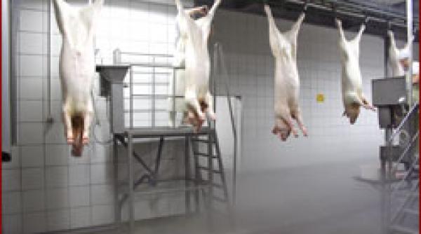alimentatie carne si lapte de la animale clonate
