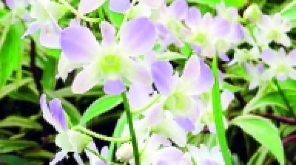 gradina botanica din singapore