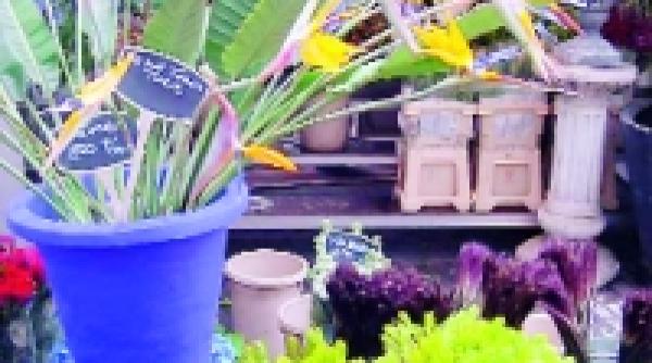 piata de flori din amsterdam