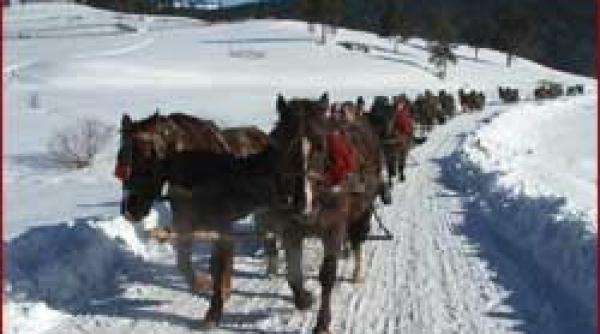 caii hutuli o rasa autohtona din nordul tarii