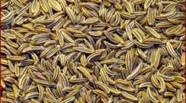 semintele avarilor egiptenii foloseau chimionul acum 5 000 de ani