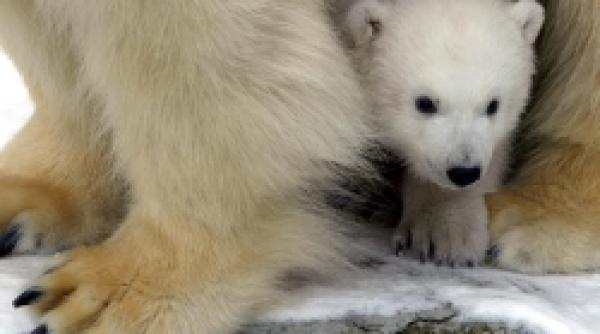 campanie greenpeace salvati ursul polar de la disparitie