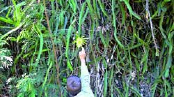 flori enorme si fructe comestibile