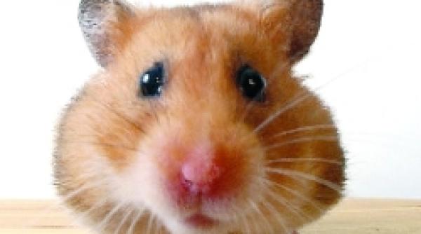 autodenunt biletelul roz e la mine