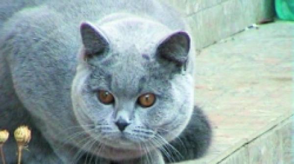 feline adorata si infierata