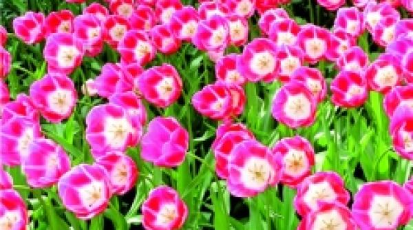 flori multicolore in gradina de primavara