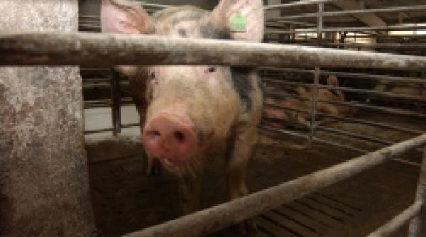 invarteli pesta porcina o afacere de familie