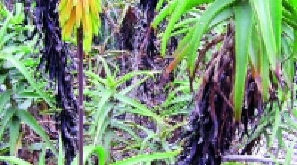 suculentele la ele acasa