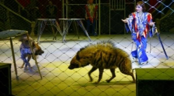 premiera dresura de hiene la globus