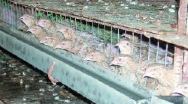 semnal aviara in uniunea europeana