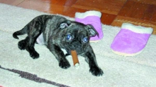 risc stapanul fumeaza cainele tuseste