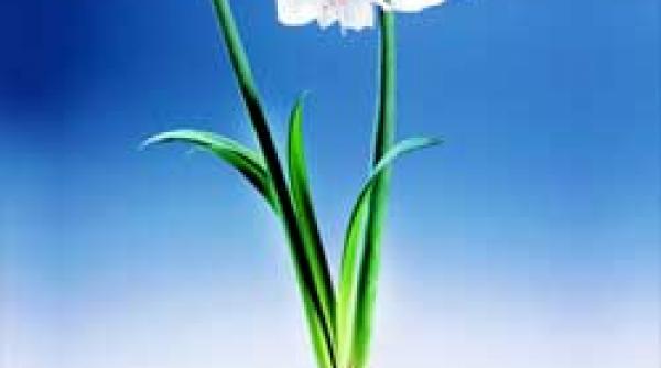 vreau sa mi infloreasca din nou crinul de apartament