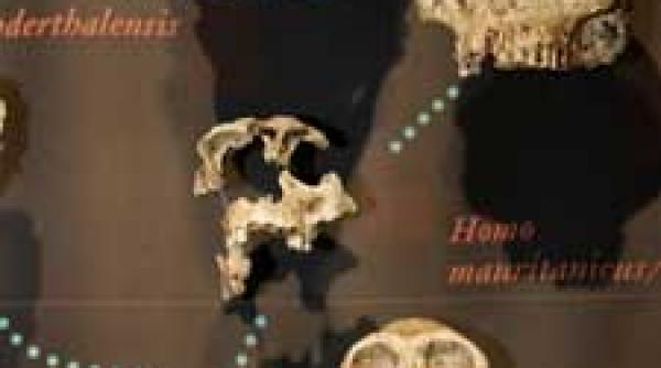 anti darwin atlasul creatiei si evolutiei dupa allah