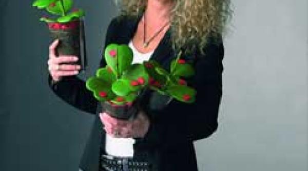 hoya un dar deosebit de ziua indragostitilor