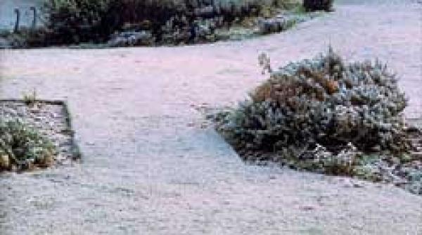 peluza cu gazon sau cu iarba